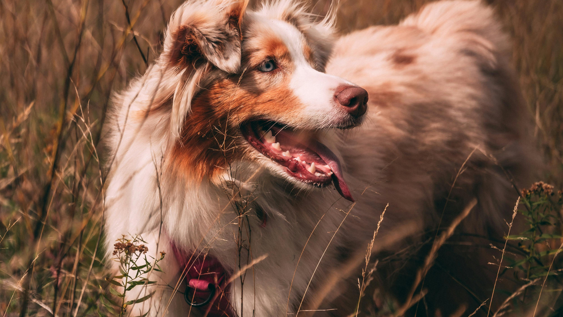 Focus On - Autumn with Your Dog: Seasonal Care & Cosy Adventures