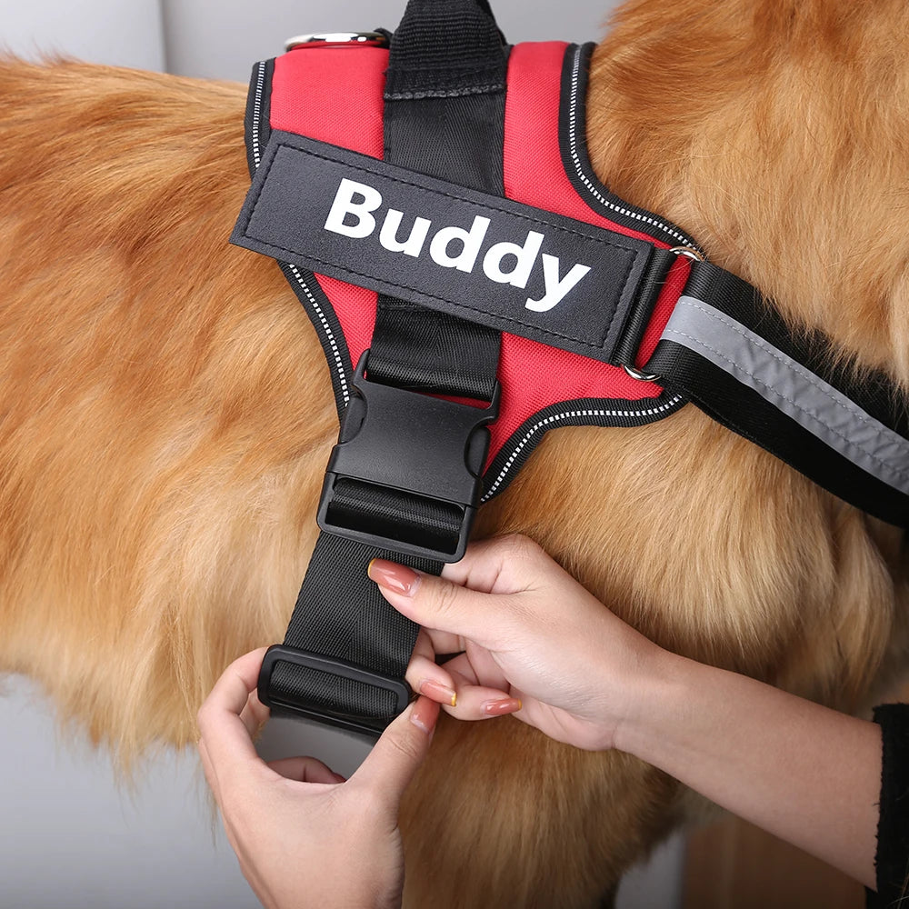 no-pull-harness-bold-colour