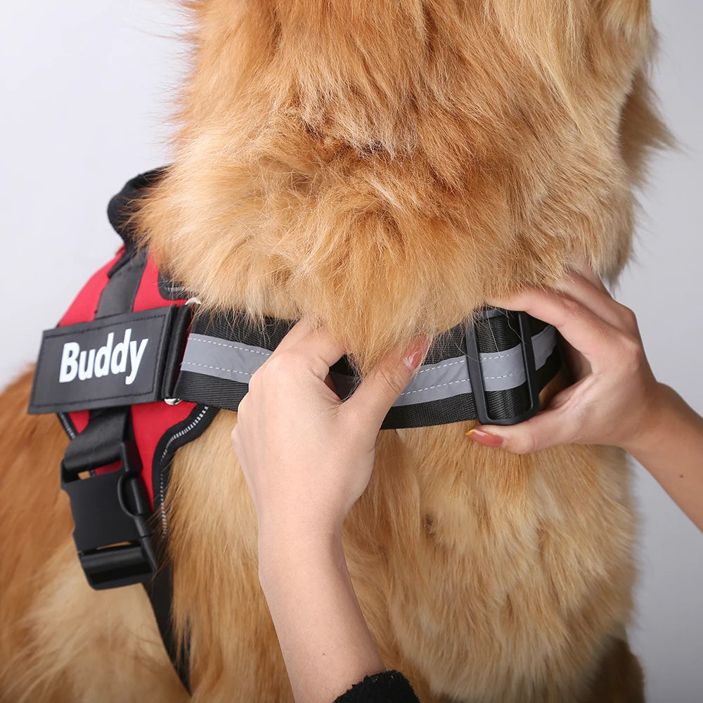 no-pull-harness-bold-colour
