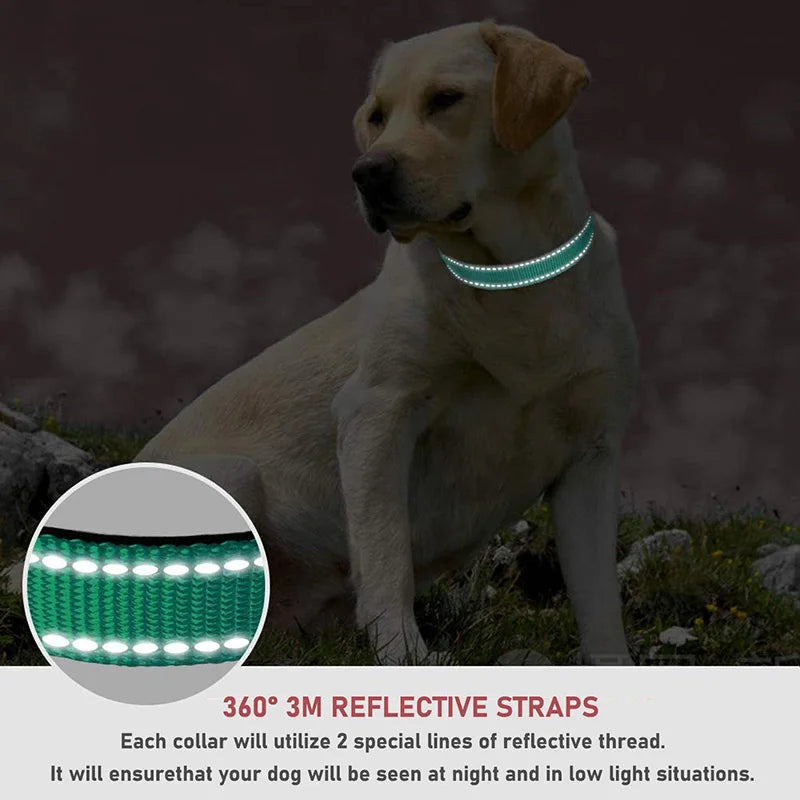 Classic-Dog-Collar