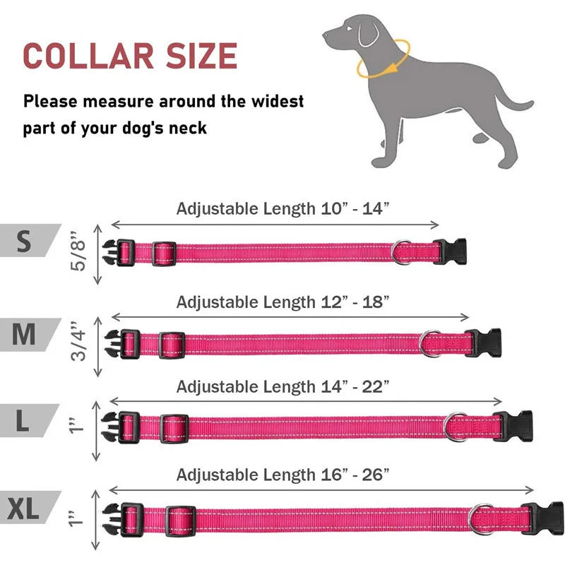 Classic-Dog-Collar