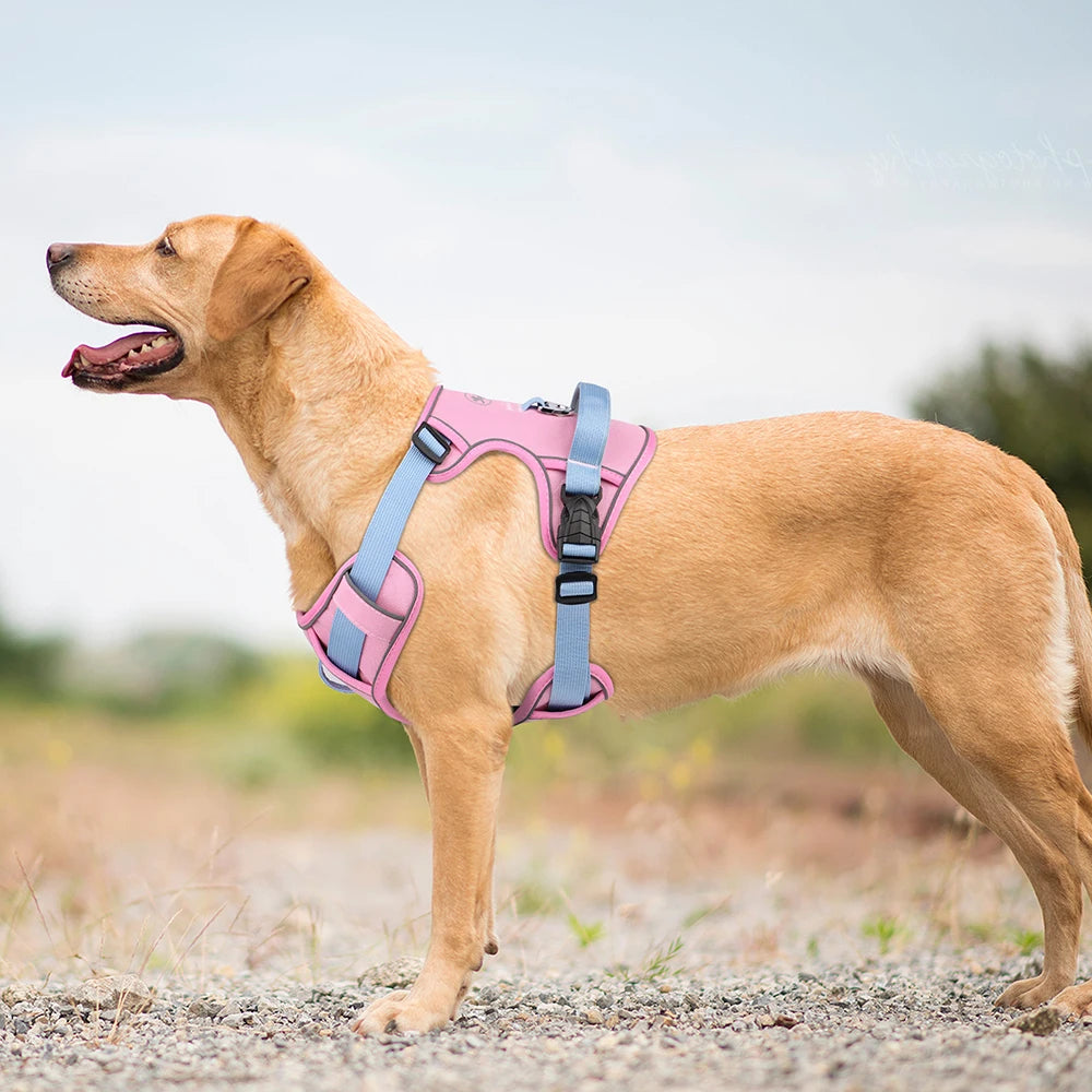 Harness - Training Vest - 2Tails