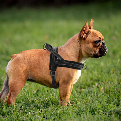 Harness - Soft Padded - 2Tails