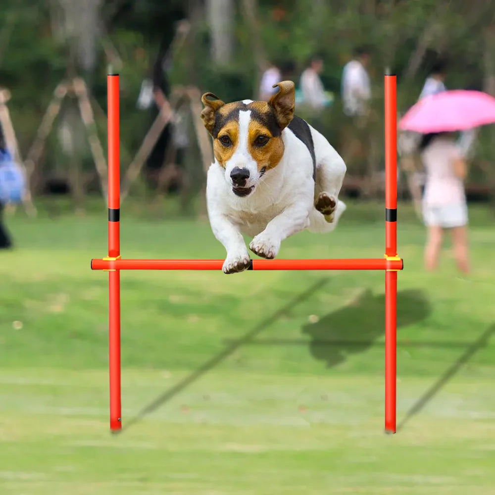 Training - Agility Equipment - 2Tails