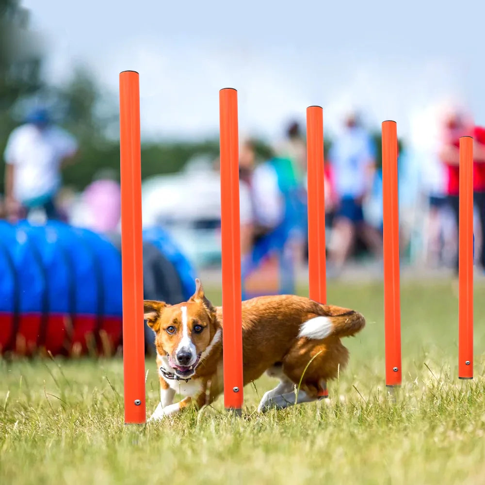 Training - Agility Equipment - 2Tails