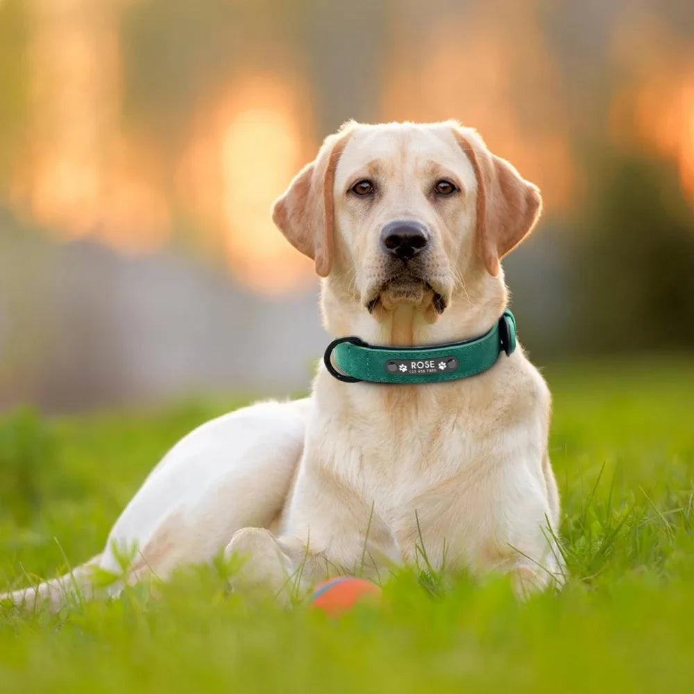 Dog Collar - Personalised - 2Tails