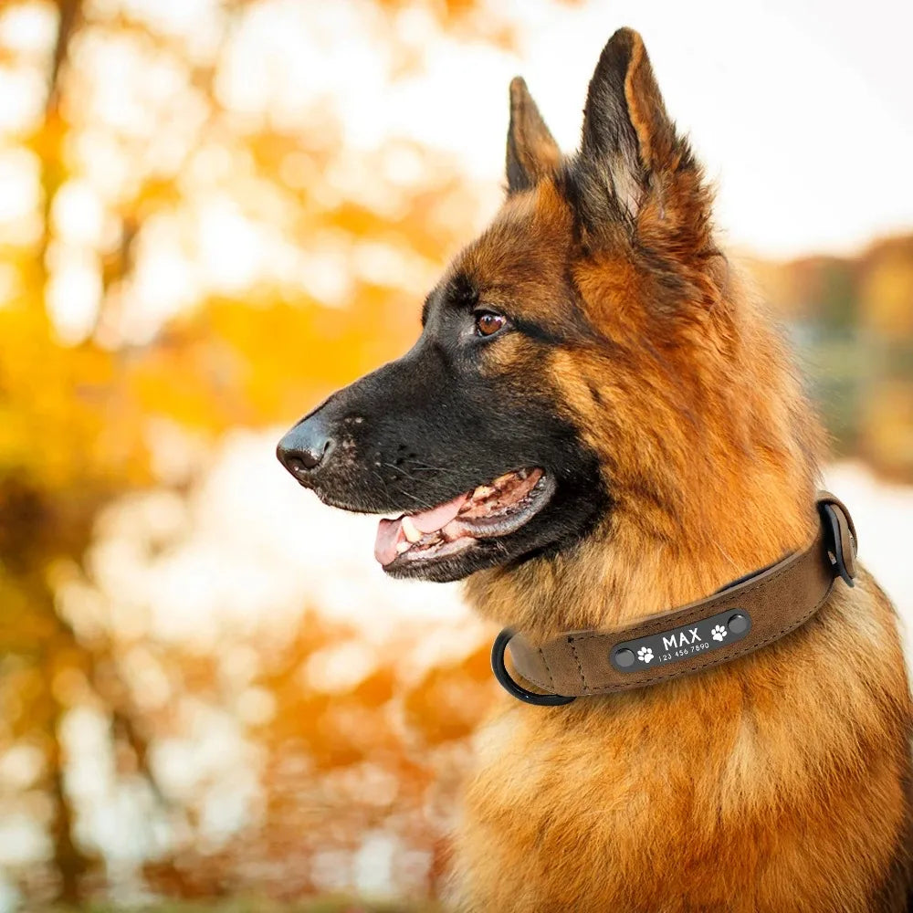 Dog Collar - Personalised - 2Tails